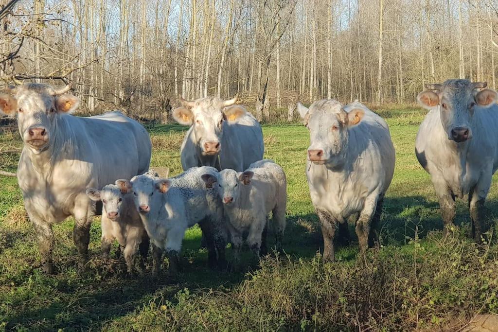 Le logis du héron Coulon Esterno foto